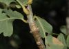 image of Quercus robur