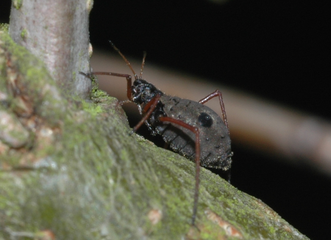 Lachnidae Lachnus roboris