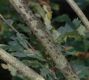 image of Quercus robur