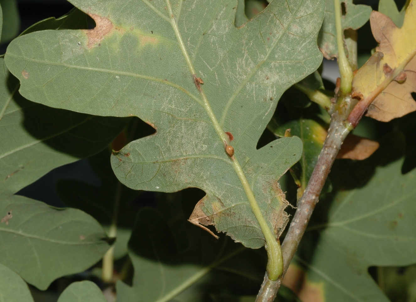 Fagaceae Quercus robur