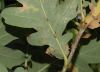 image of Quercus robur