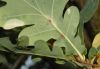 image of Quercus robur