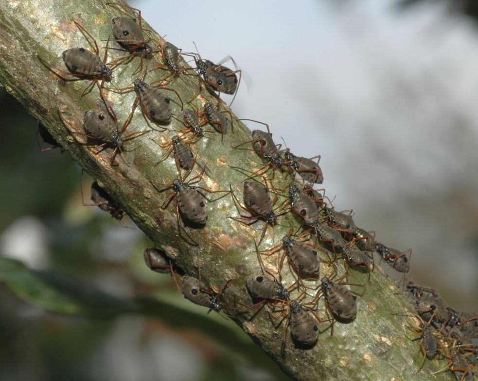 Lachnidae Lachnus roboris