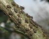 image of Quercus robur