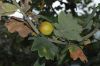 image of Quercus robur