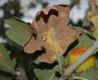 image of Quercus robur