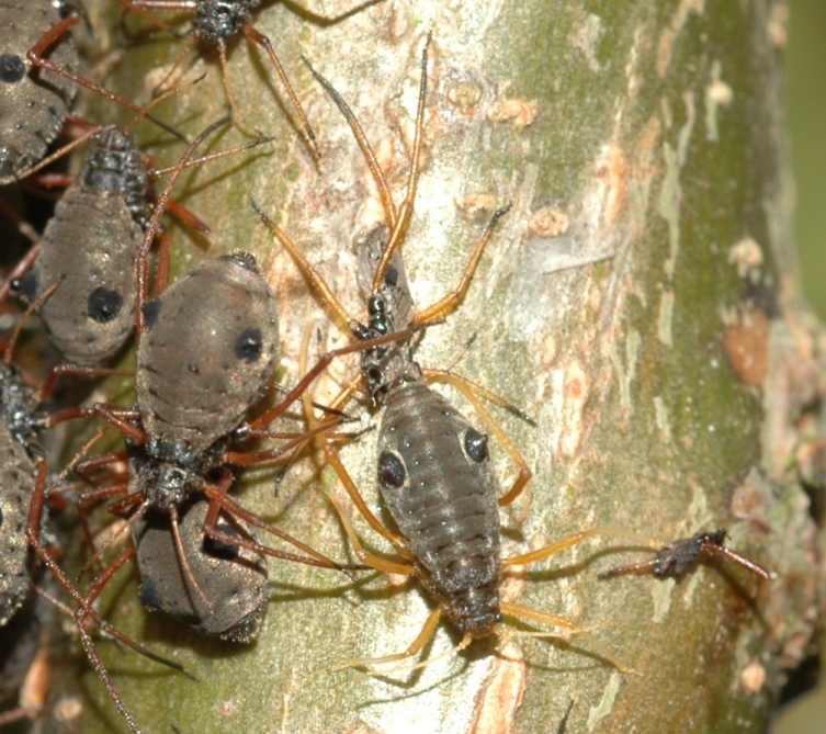Lachnidae Lachnus roboris