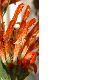image of Leonotis leonurus