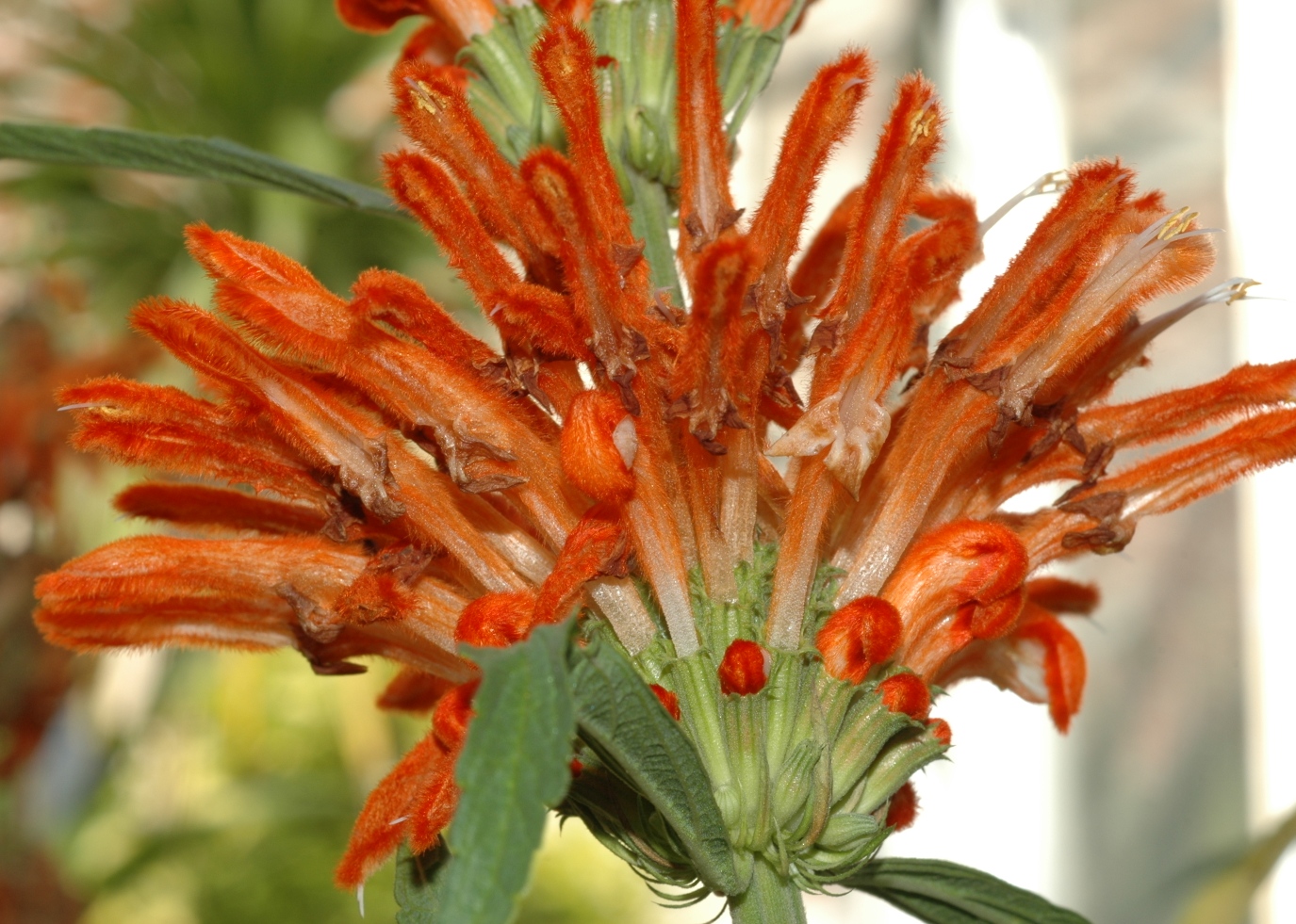Lamiaceae Leonotis leonurus