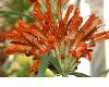 image of Leonotis leonurus