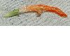 image of Leonotis leonurus