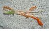 image of Leonotis leonurus