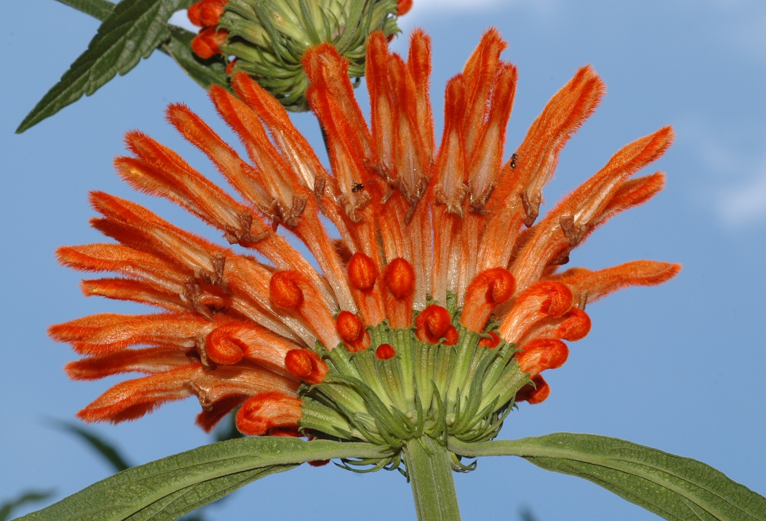 Lamiaceae Leonotis leonurus