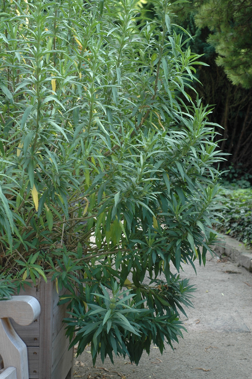 Lamiaceae Leonotis leonurus