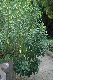 image of Leonotis leonurus