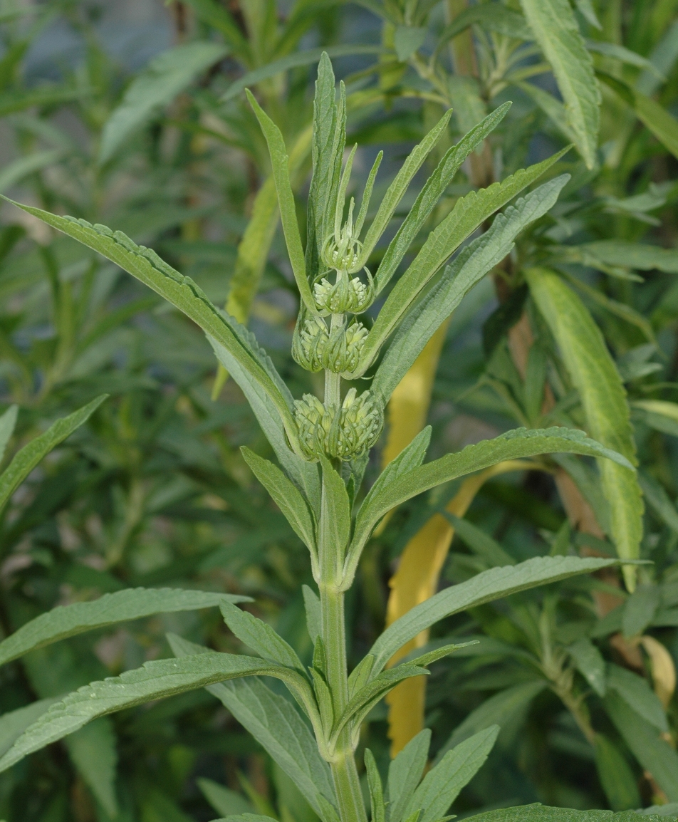 Lamiaceae Leonotis leonurus