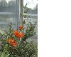 image of Leonotis leonurus