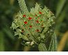 image of Leonotis leonurus
