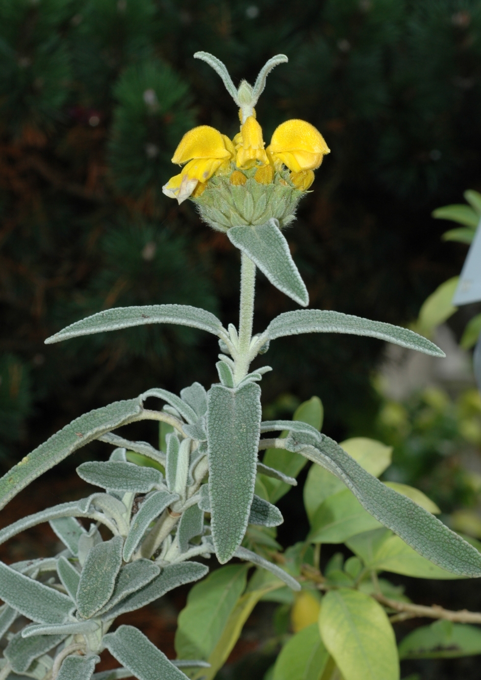 Lamiaceae Phlomis fruticosa