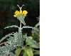 image of Phlomis fruticosa
