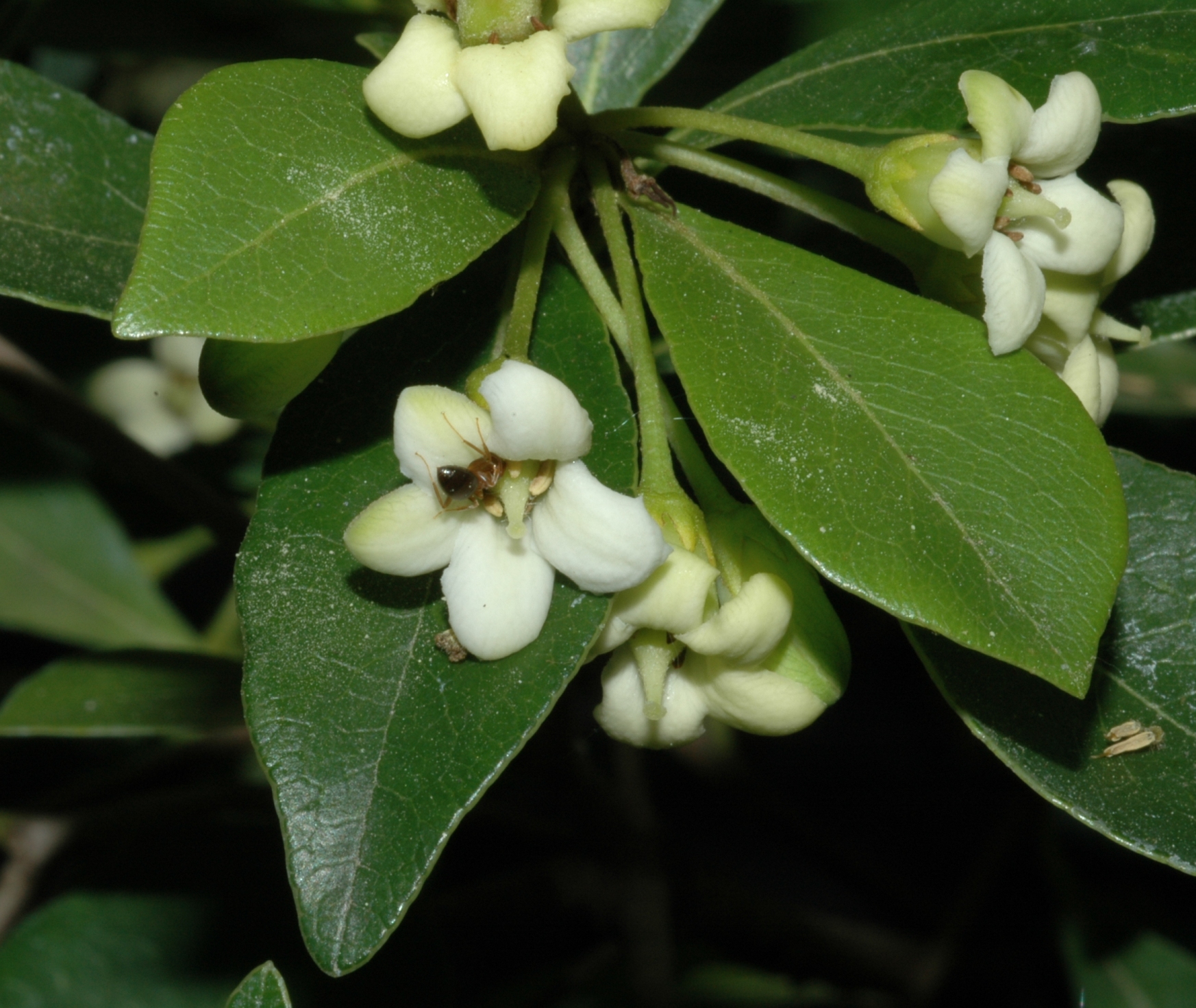 Formicidae  