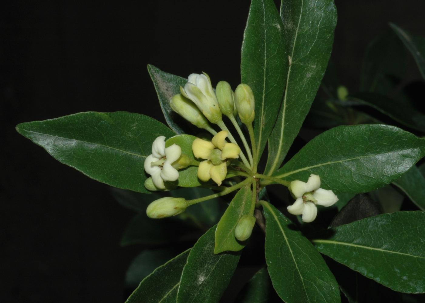Pittosporaceae Pittosporum heterophyllum