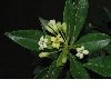 image of Pittosporum heterophyllum