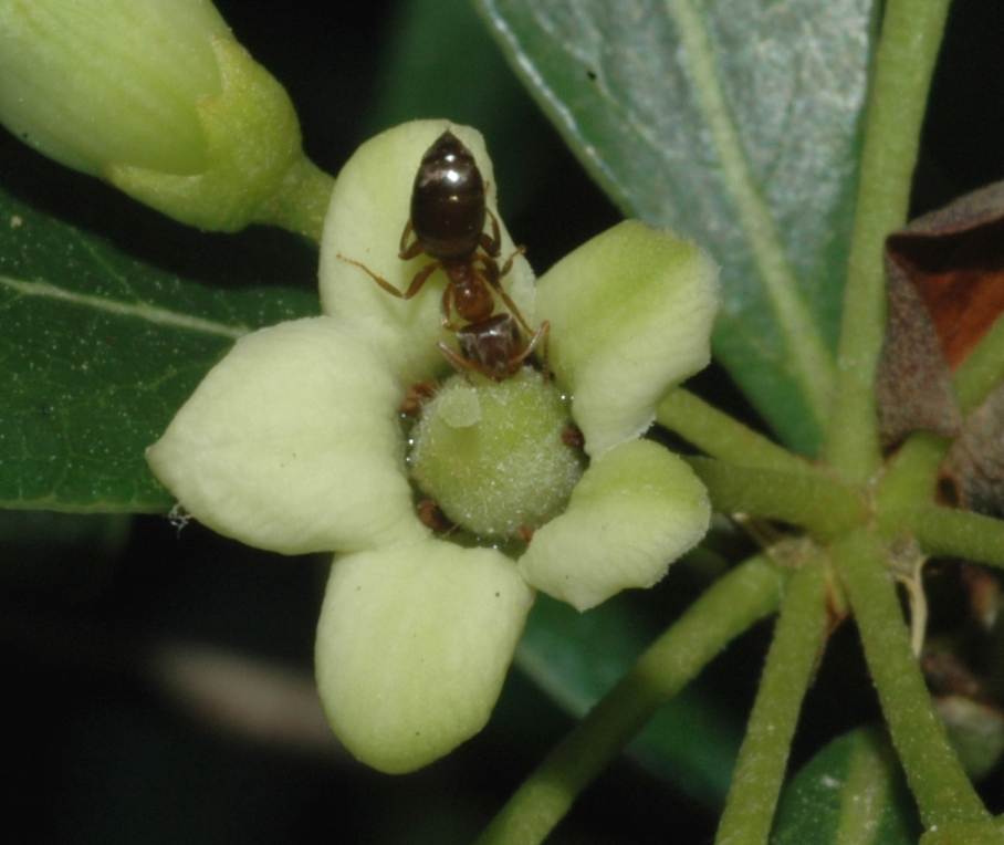 Formicidae  