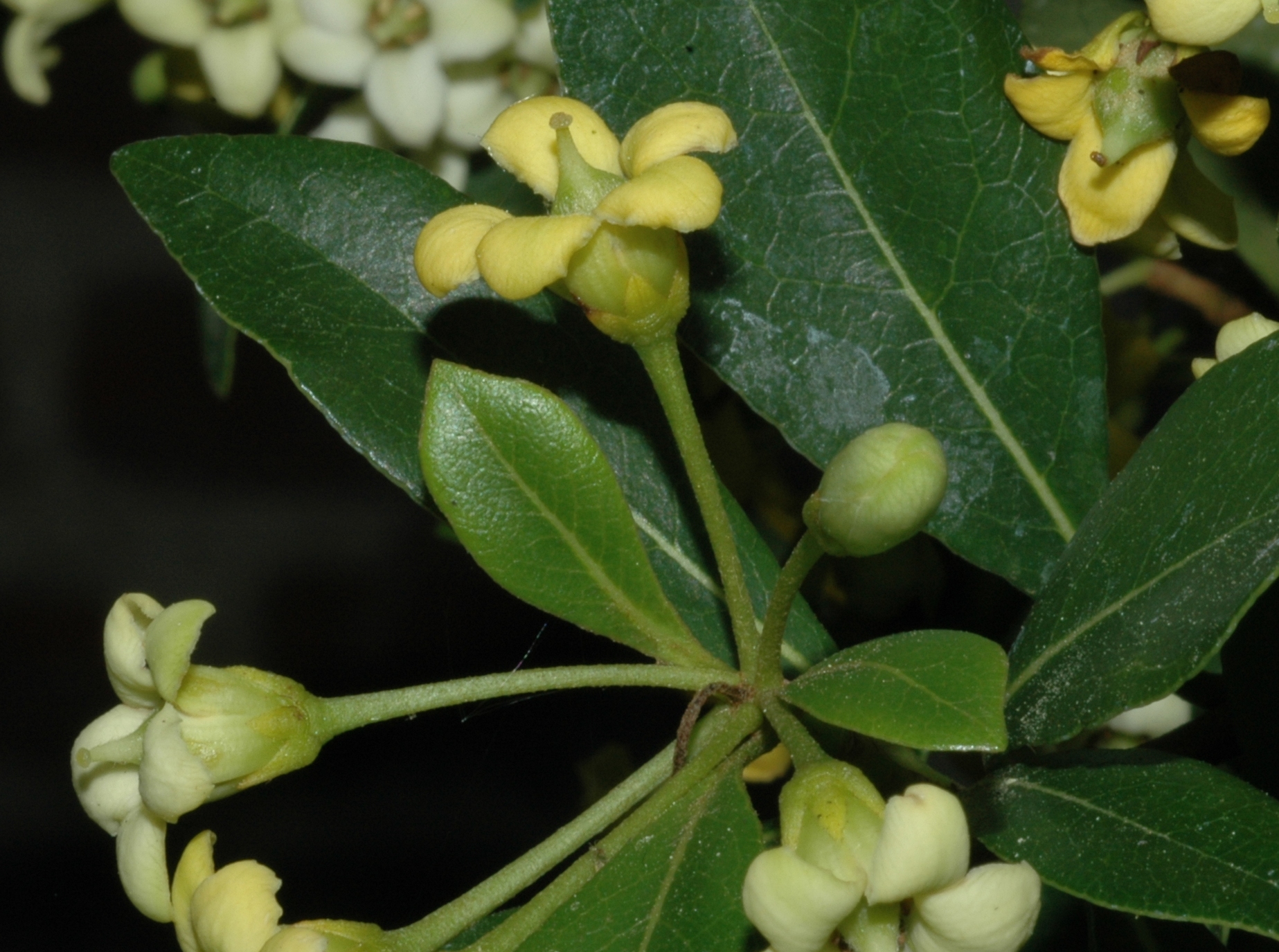 Pittosporaceae Pittosporum heterophyllum