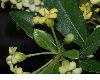 image of Pittosporum heterophyllum