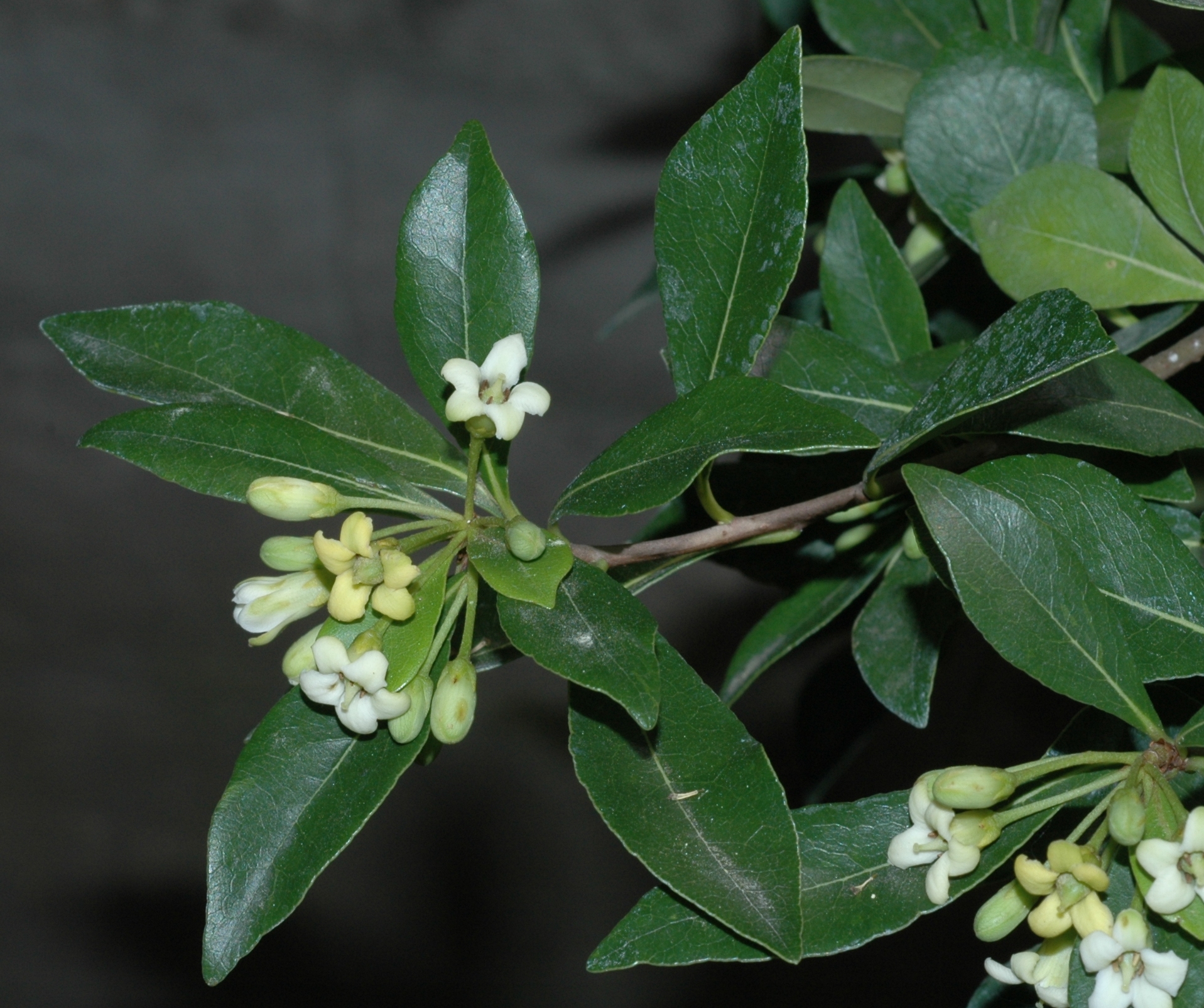 Pittosporaceae Pittosporum heterophyllum