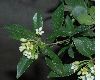 image of Pittosporum heterophyllum
