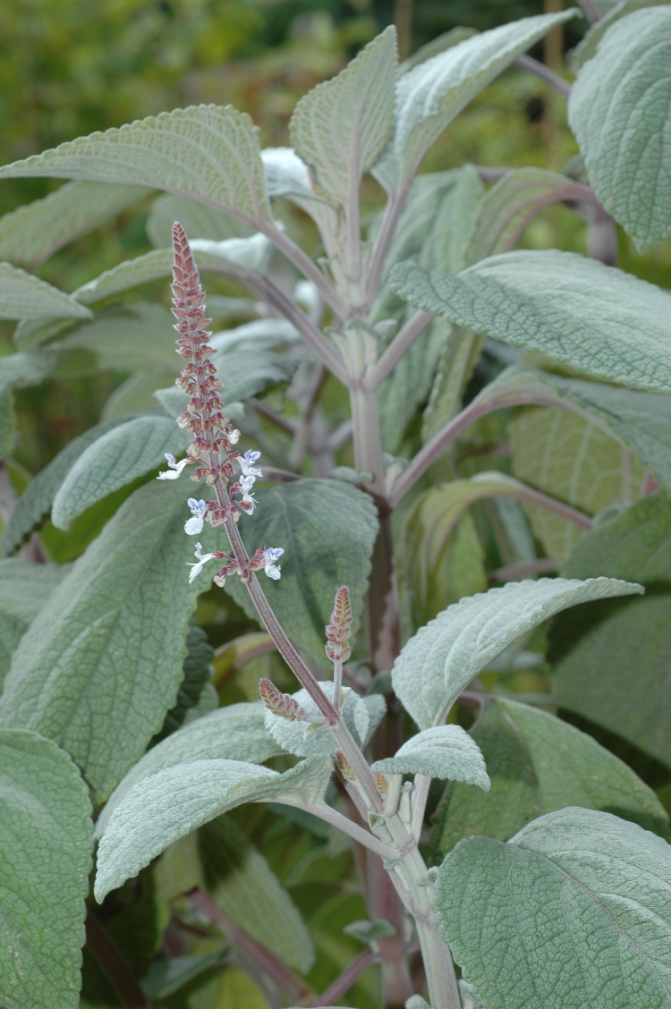 Lamiaceae Plectranthus 