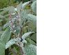 image of Plectranthus 