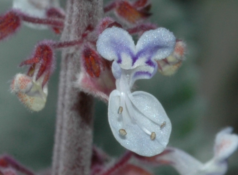Lamiaceae Plectranthus 