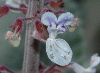 image of Plectranthus 