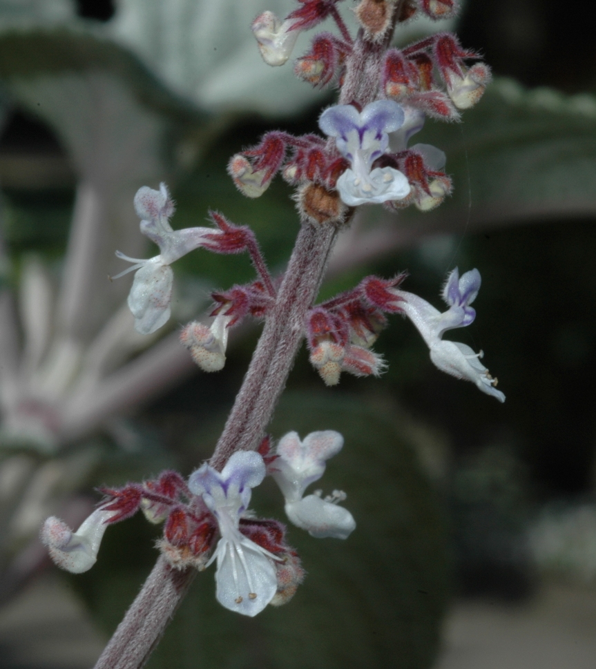 Lamiaceae Plectranthus 