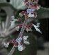 image of Plectranthus 