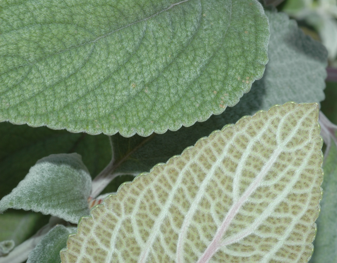 Lamiaceae Plectranthus 