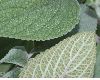 image of Plectranthus 