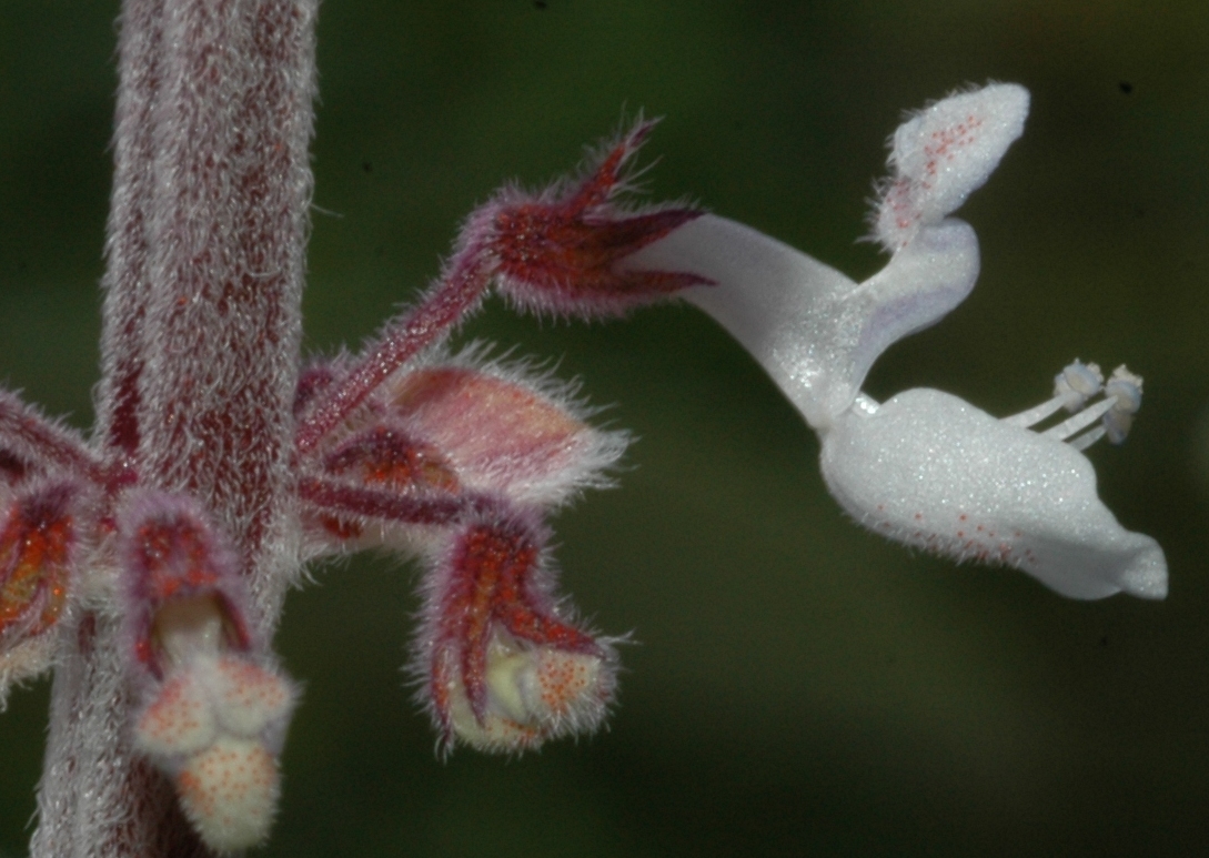 Lamiaceae Plectranthus 