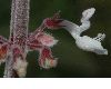 image of Plectranthus 