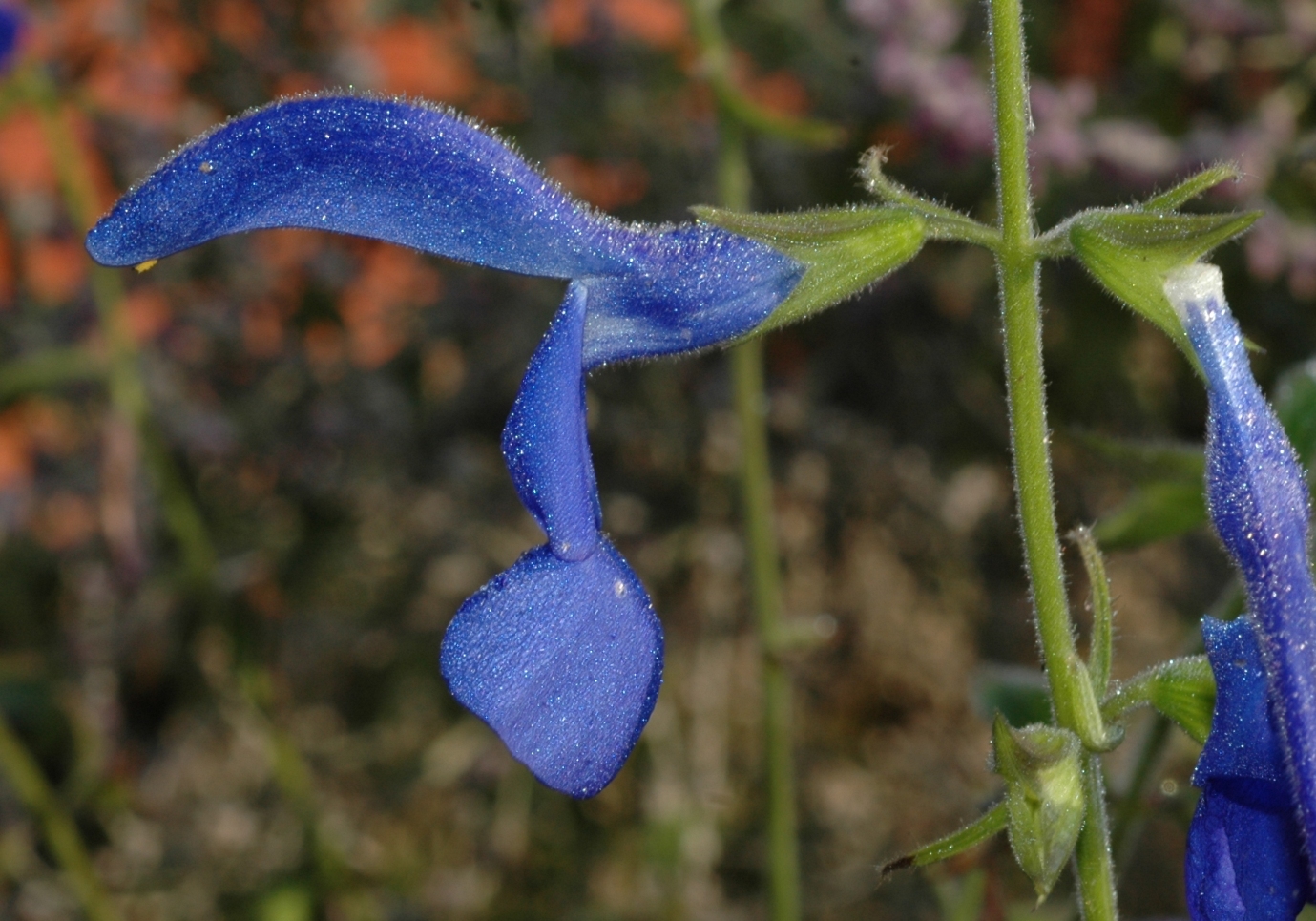 Lamiaceae Perovskia atriplicifolia