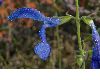image of Perovskia atriplicifolia