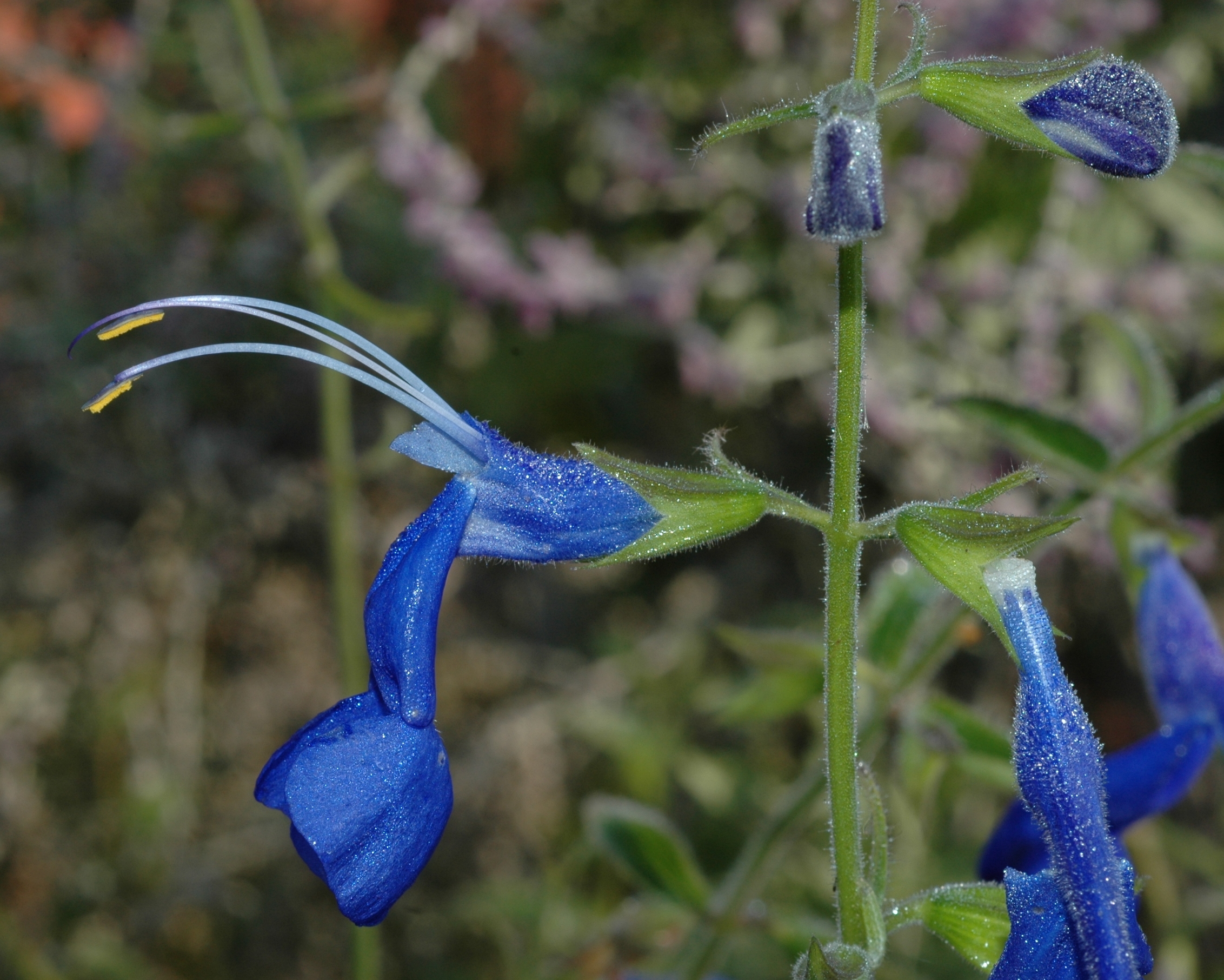 Lamiaceae Perovskia atriplicifolia