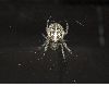 image of Araneus diadematus