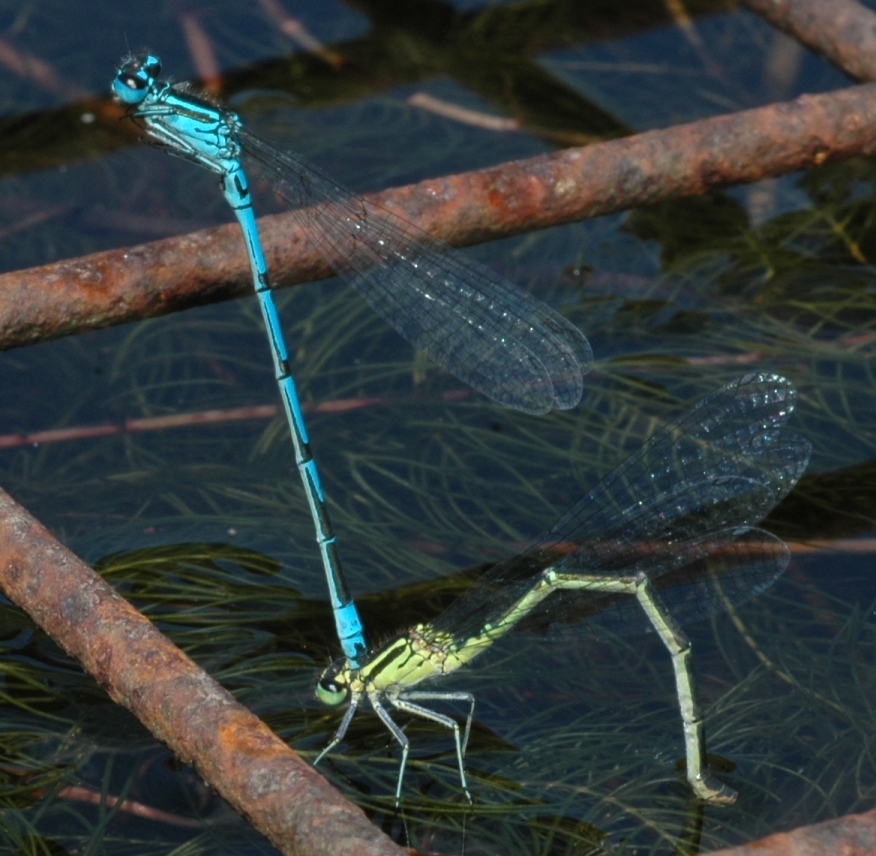 Coenagrionidae Coenagrion puella