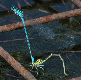 image of Coenagrion puella