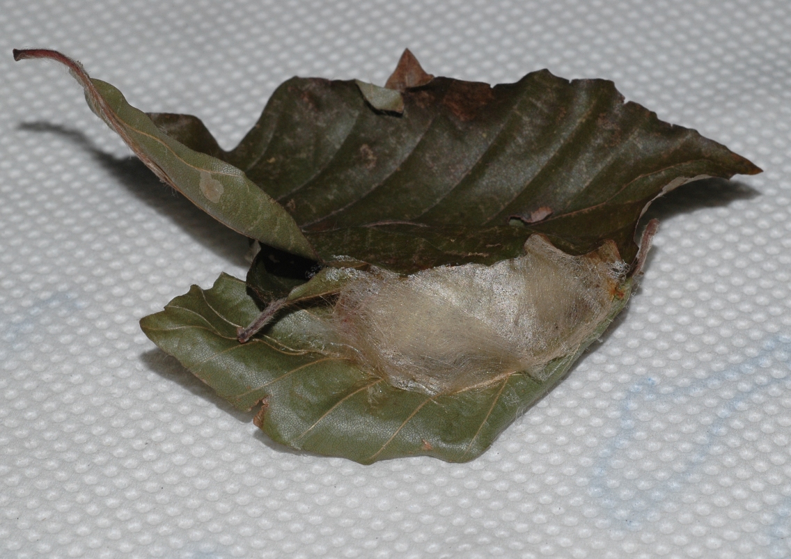 Fagaceae Fagus sylvatica