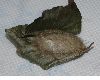 image of Calliteara pudibunda